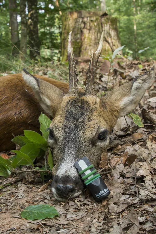 Rehblatter Nordik Roe - BoarBrothers